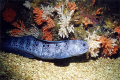   Juvenile Wolf Eel soft coral background. Photo taken off northern tip Vancouver Island Port Hardy. Visibility this area get 100 ft. background Hardy ft  